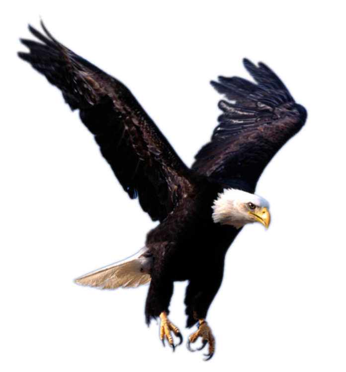 eagle_PNG1224.png