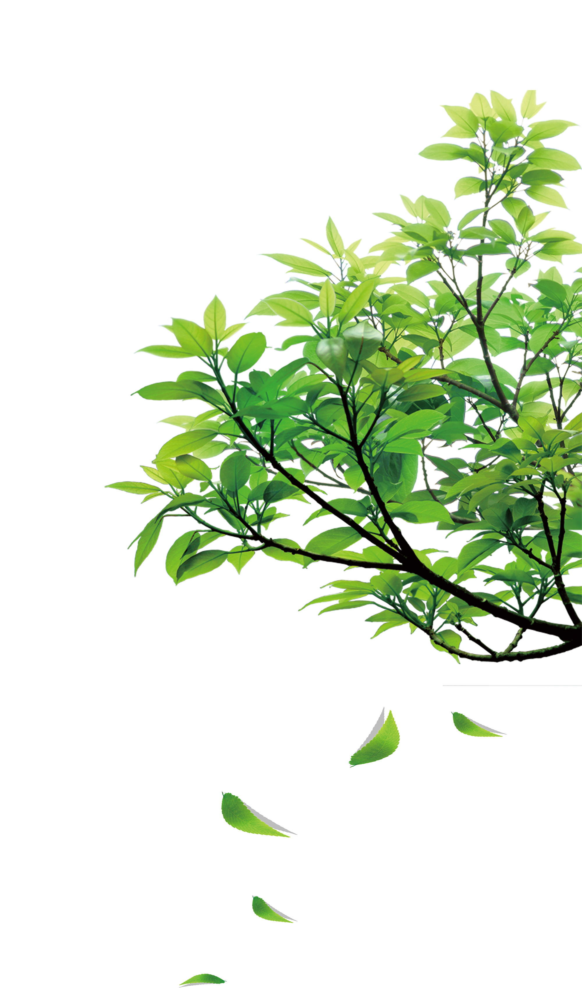 Leaf & Tree & Branch (47).png