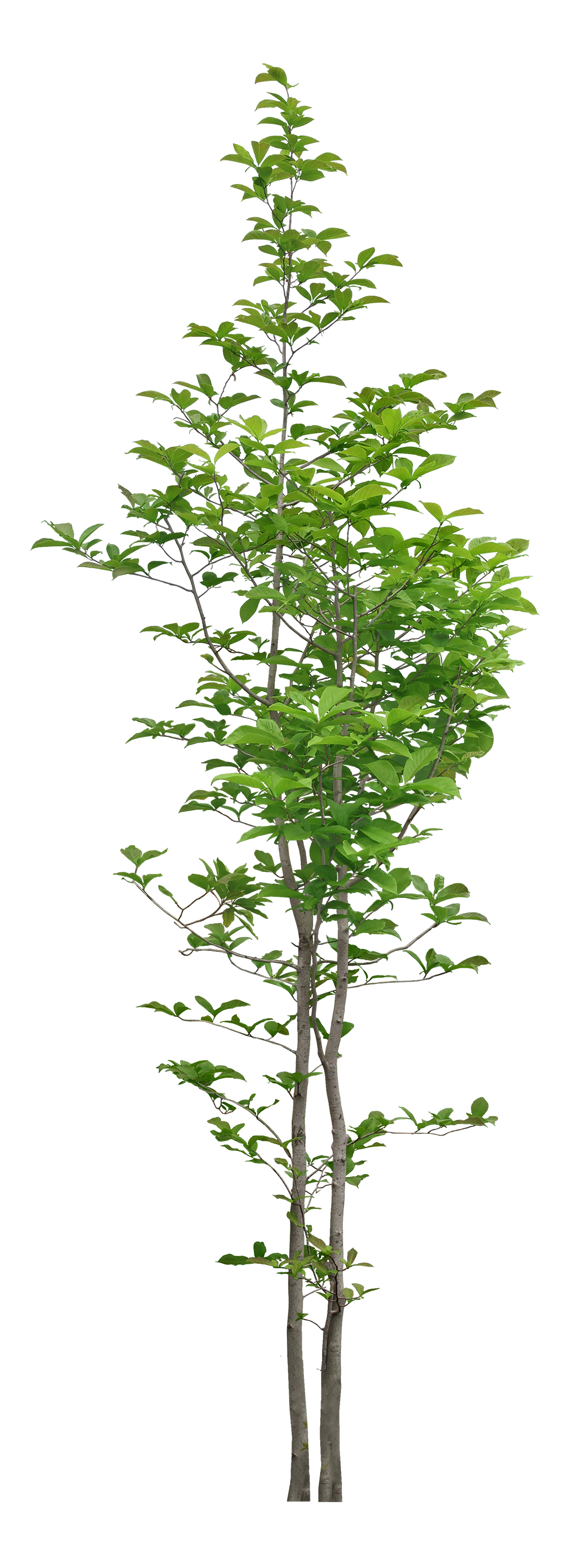 Leaf & Tree & Branch (65).png