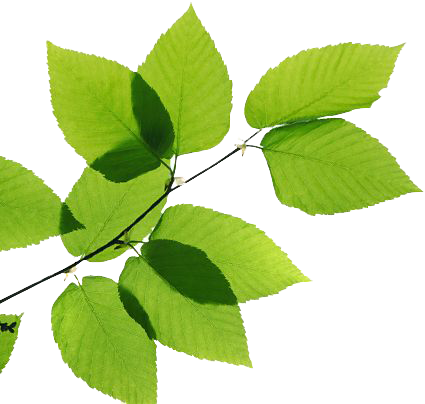 Leaf & Tree & Branch (11).png