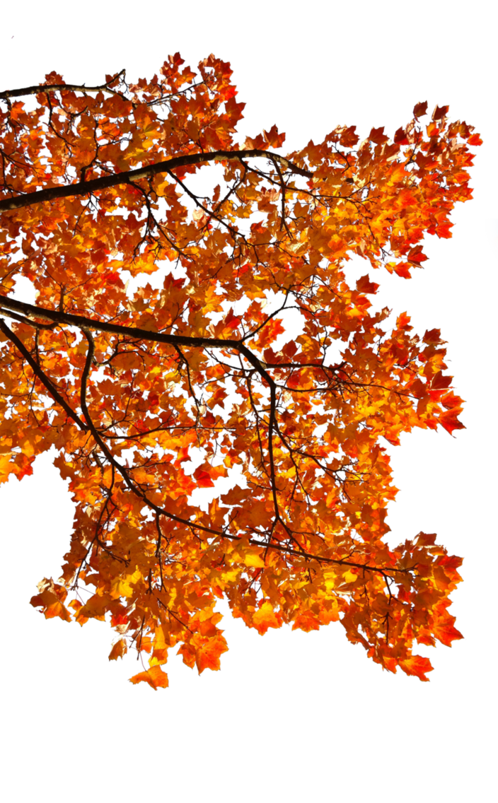 Leaf & Tree & Branch (79).png