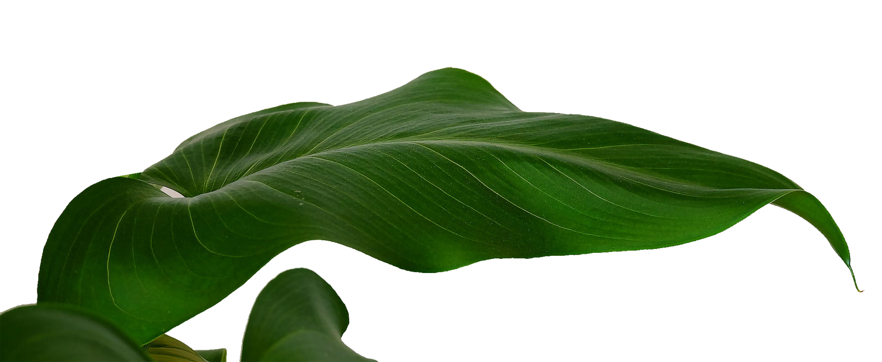 Leaf & Tree & Branch (81).png