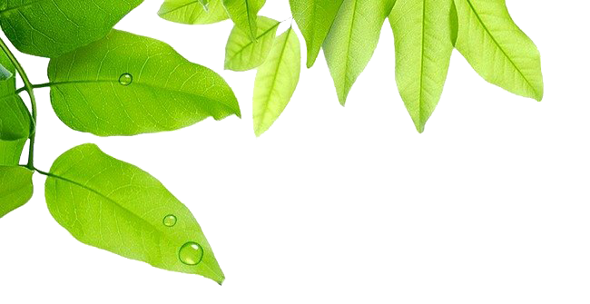 Leaf & Tree & Branch (3).png