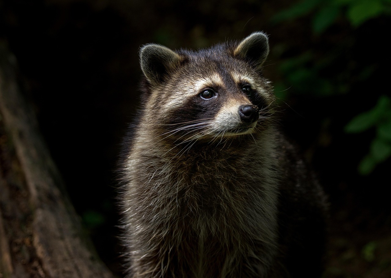 Raccoon Animal Nature Mammal Furry Animal World Wildlife Park Wild Animal Zoo Forest Animals Wild Forest Raccoon Raccoon Raccoon Raccoon Raccoon