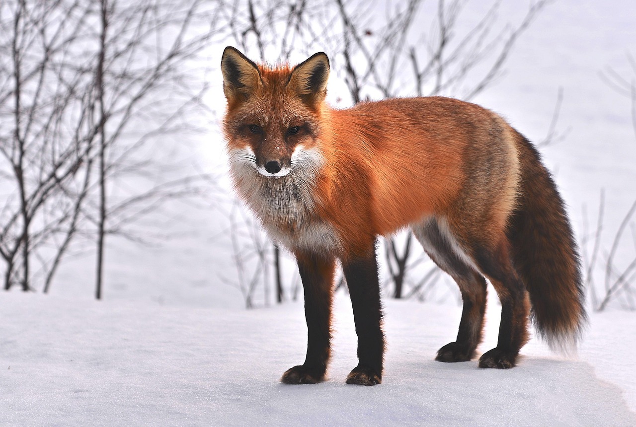 Fox Nature Animals Roux Fauna Wild Animal Snow Fox Fox Fox Fox Fox Animals Animals