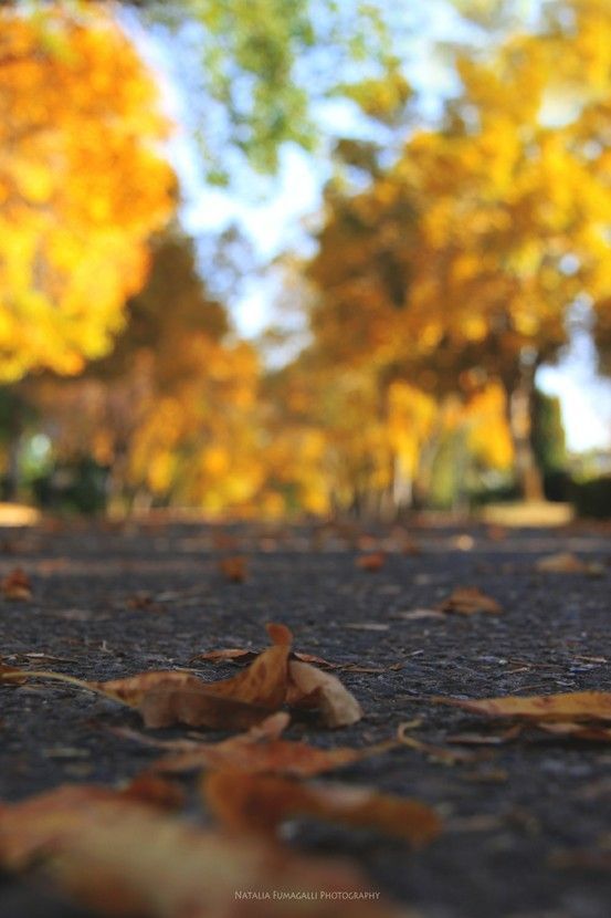 Cb Backgrounds - Copy_9.jpg