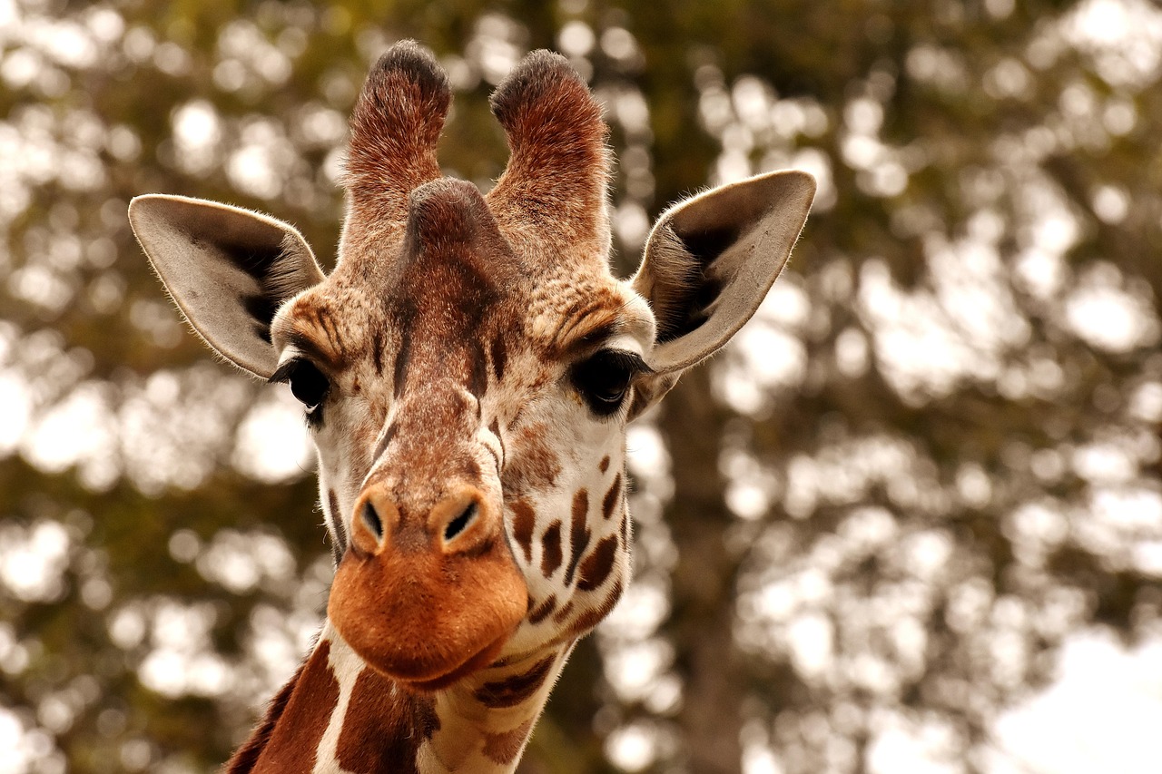 Giraffe  Zoo  Animal  Animal Portrait  Wild Animal  Tierpark Hellabrunn  Nature  Head