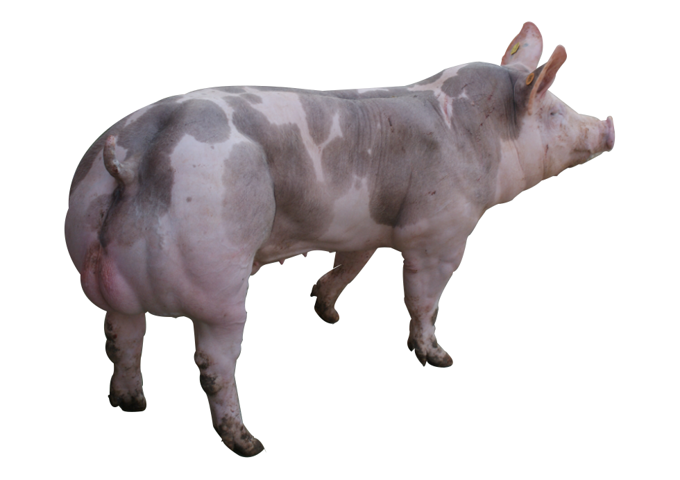 00-magnum_pietrain-ki (2).png