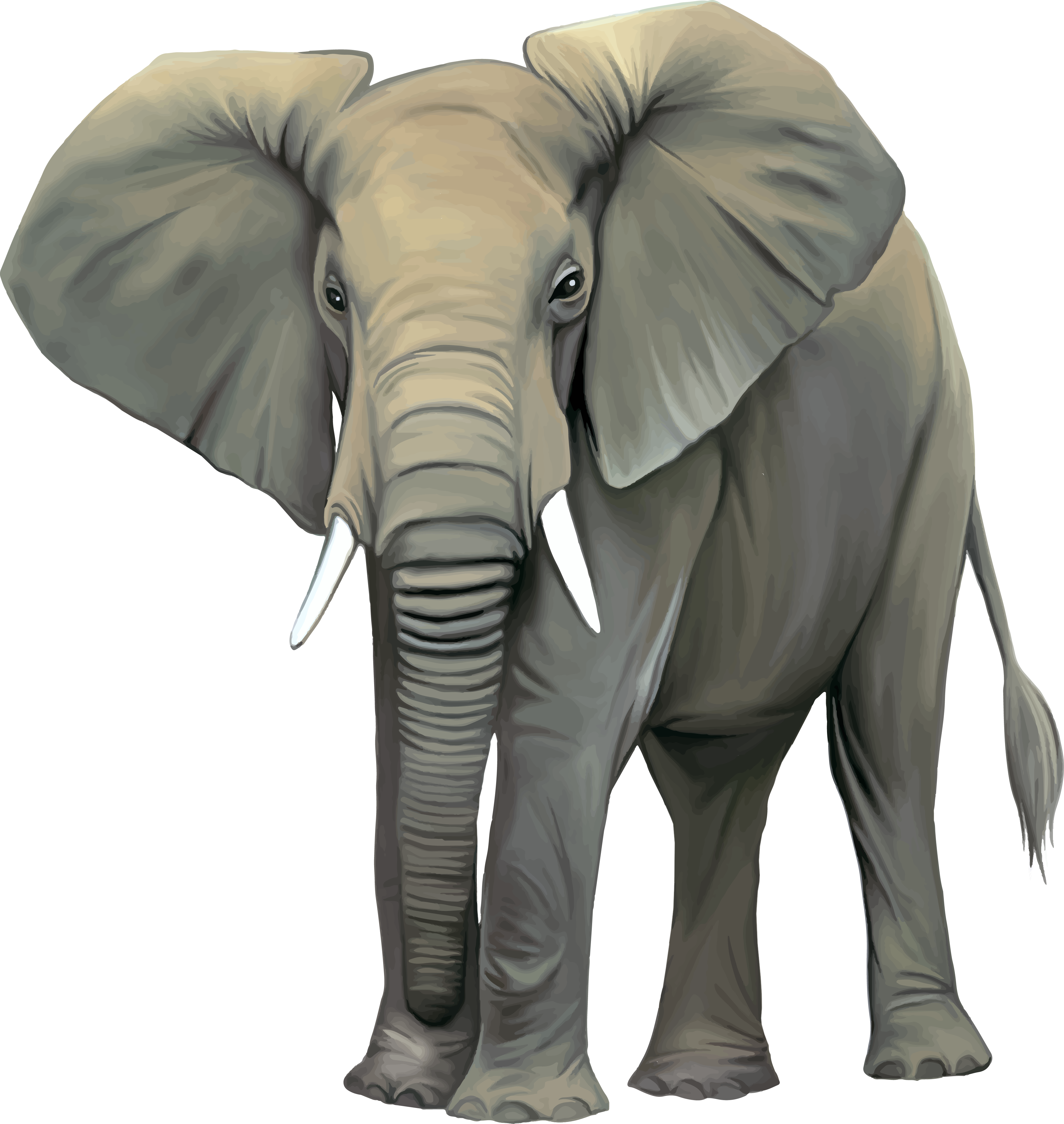 Elephantt.png