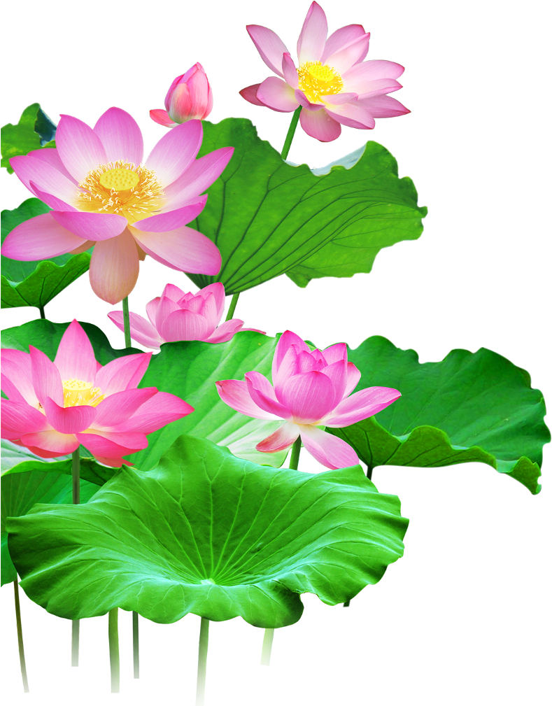 Lotus tree4-PVS(Graphic Design).png