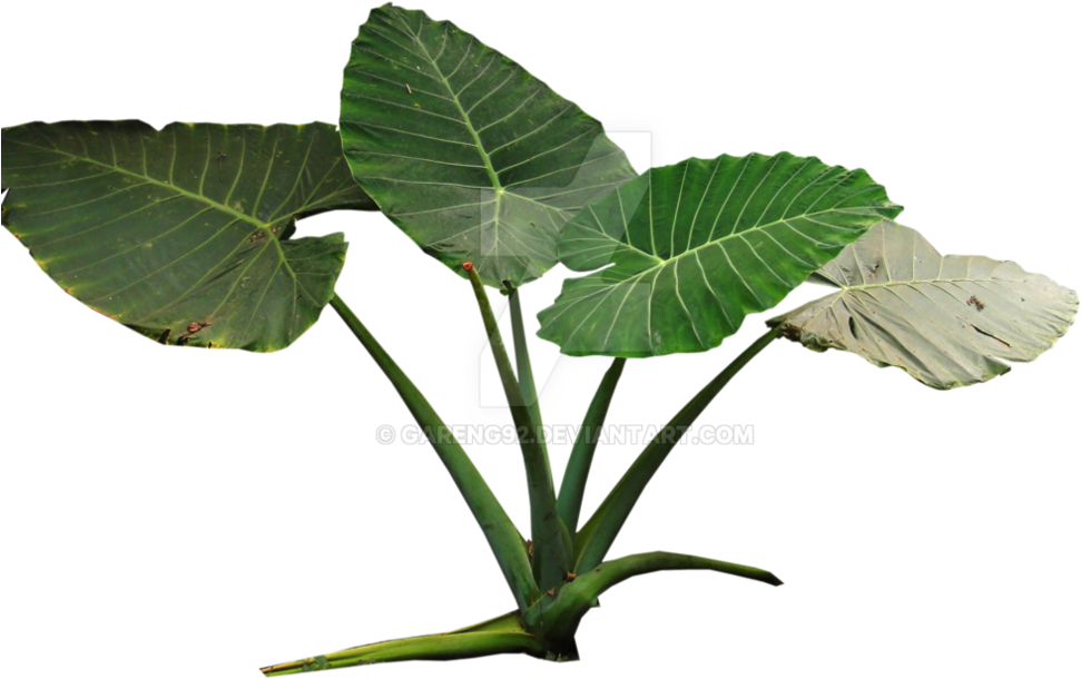 pngfind.com-tropical-leaf-png-185984 (2).png