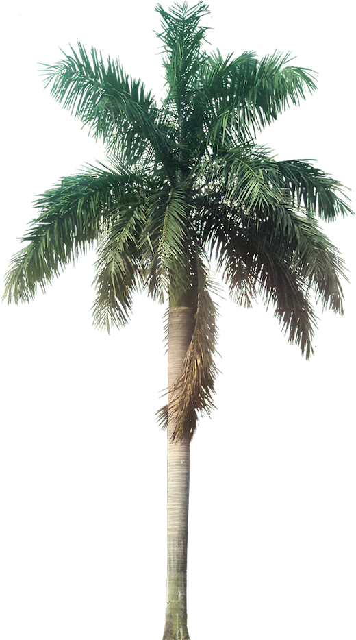 pngfind.com-tropical-plants-png-677188 (2).png
