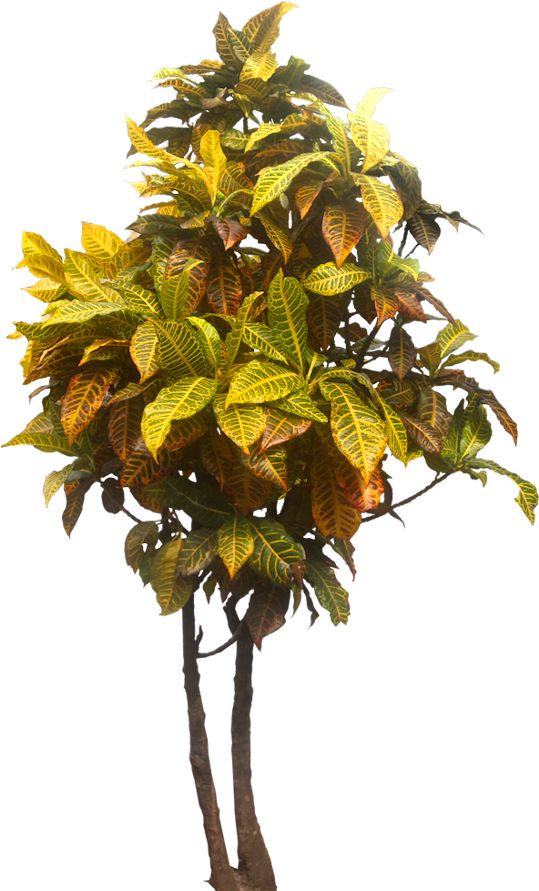 pngfind.com-tropical-plants-png-1663571 (2).png