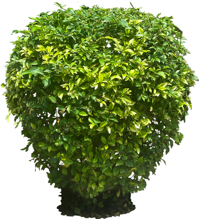 pngfind.com-tropical-plants-png-1663631 (2).png