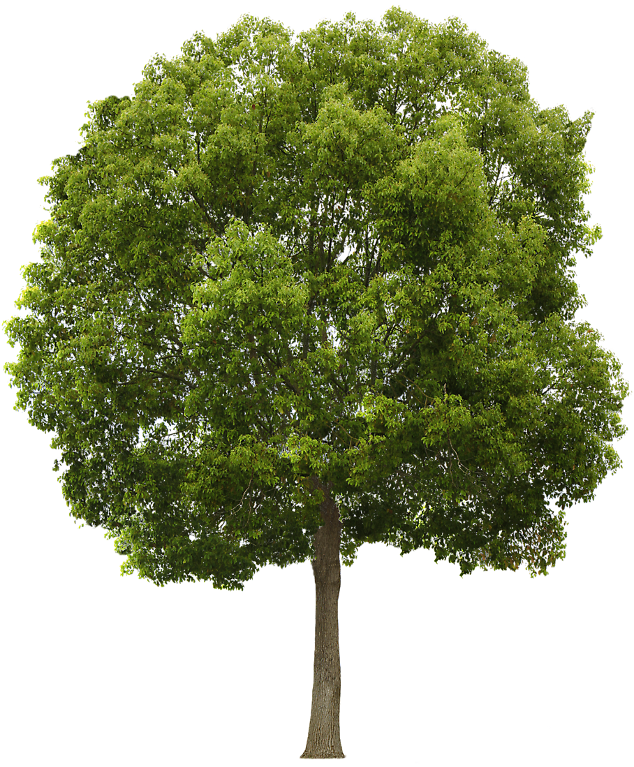 tree (14).png