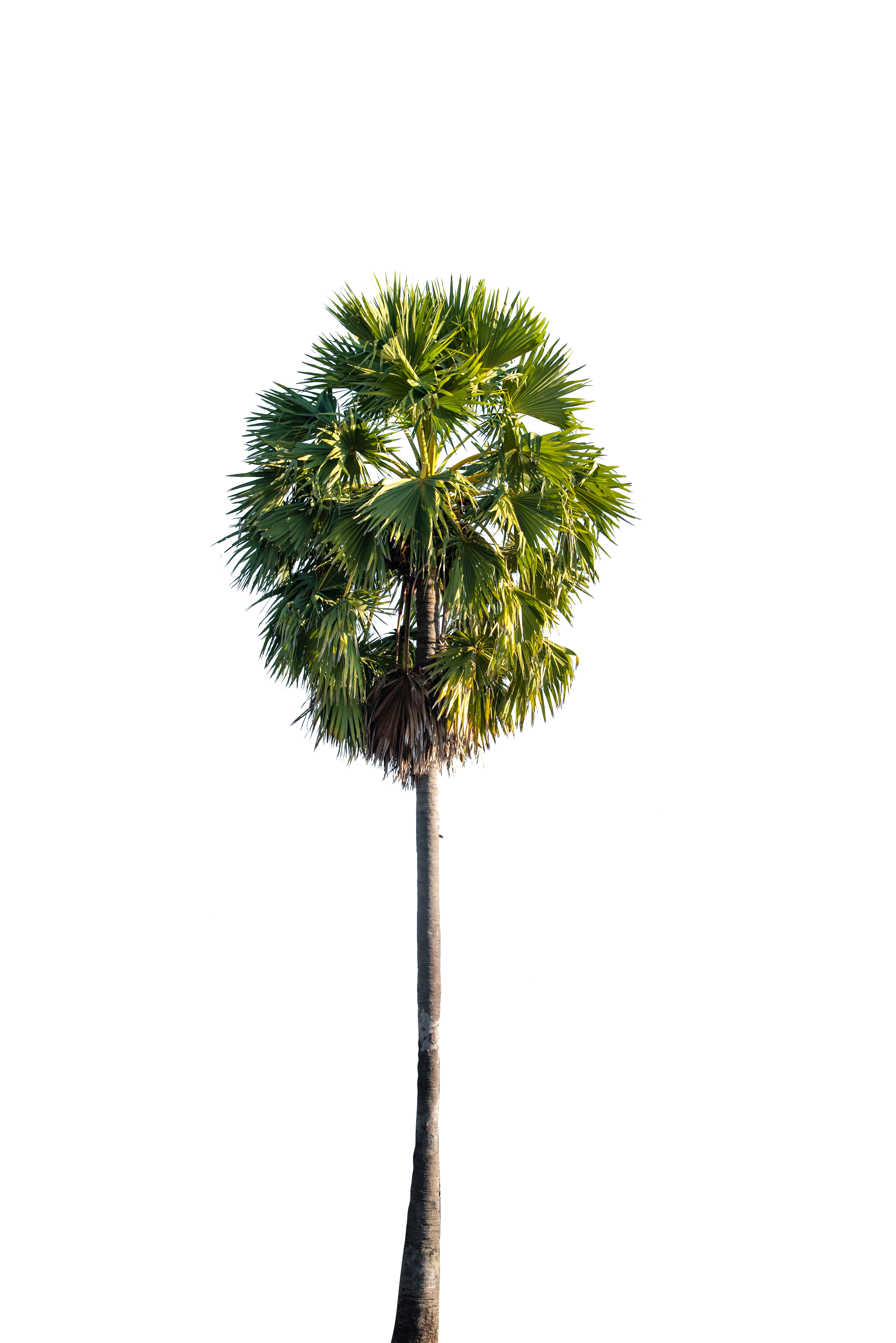 ដើមត្នោត​ PNG (3).png