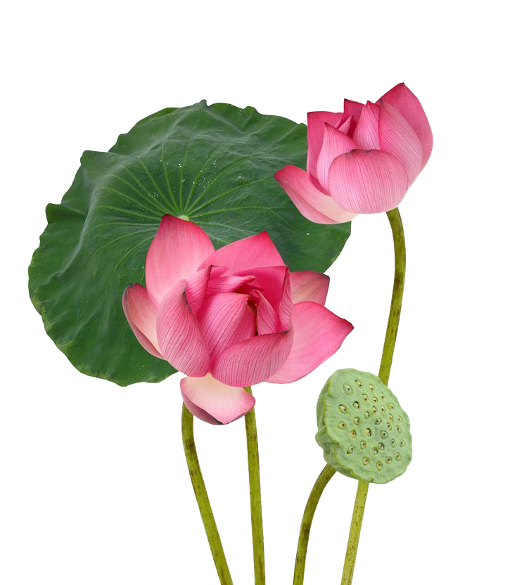 ផ្កាឈូក​ PNG