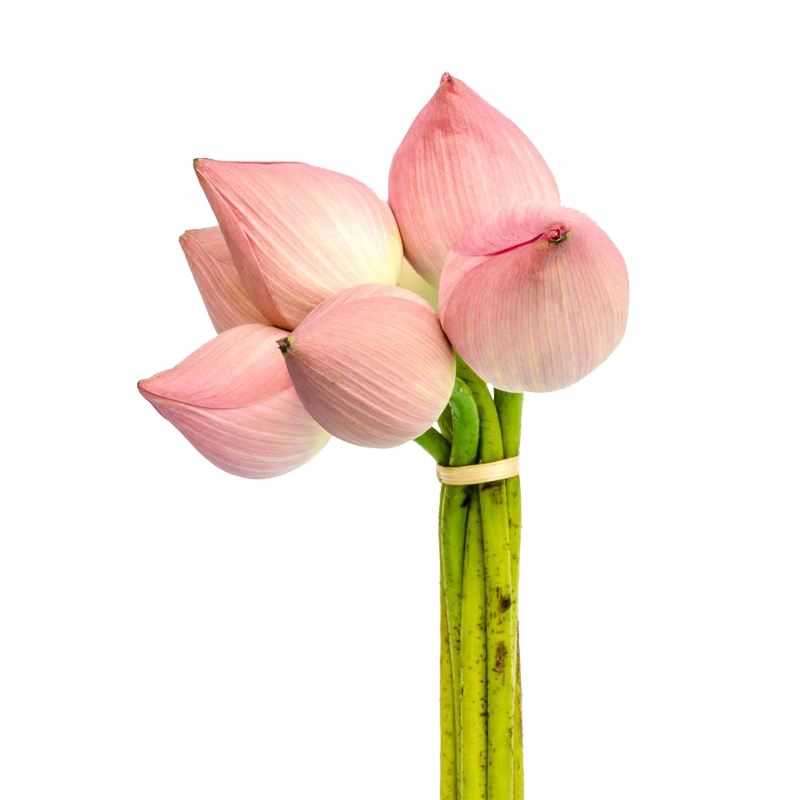 ផ្កាឈូក