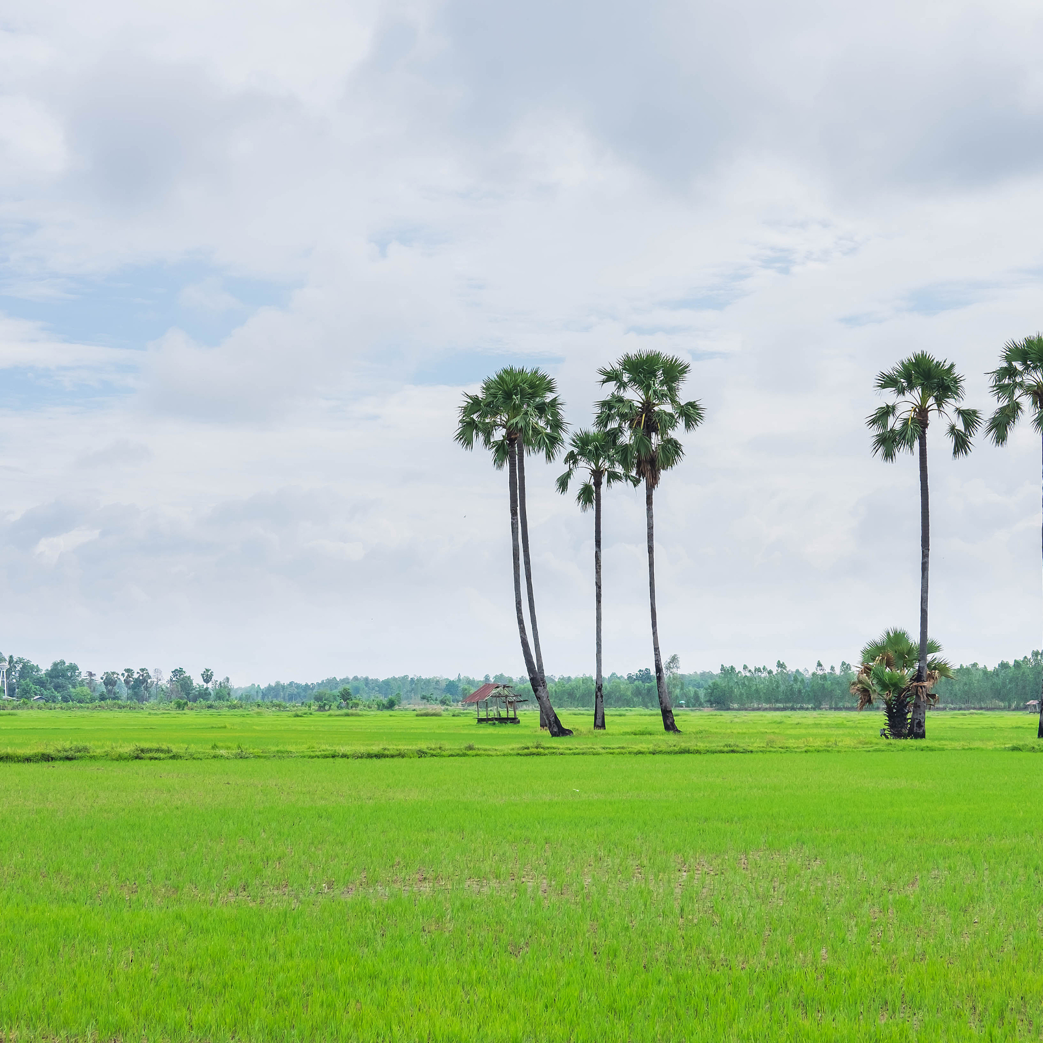 ផ្ទះបោះពុម្ព-ទេសភាព (9)