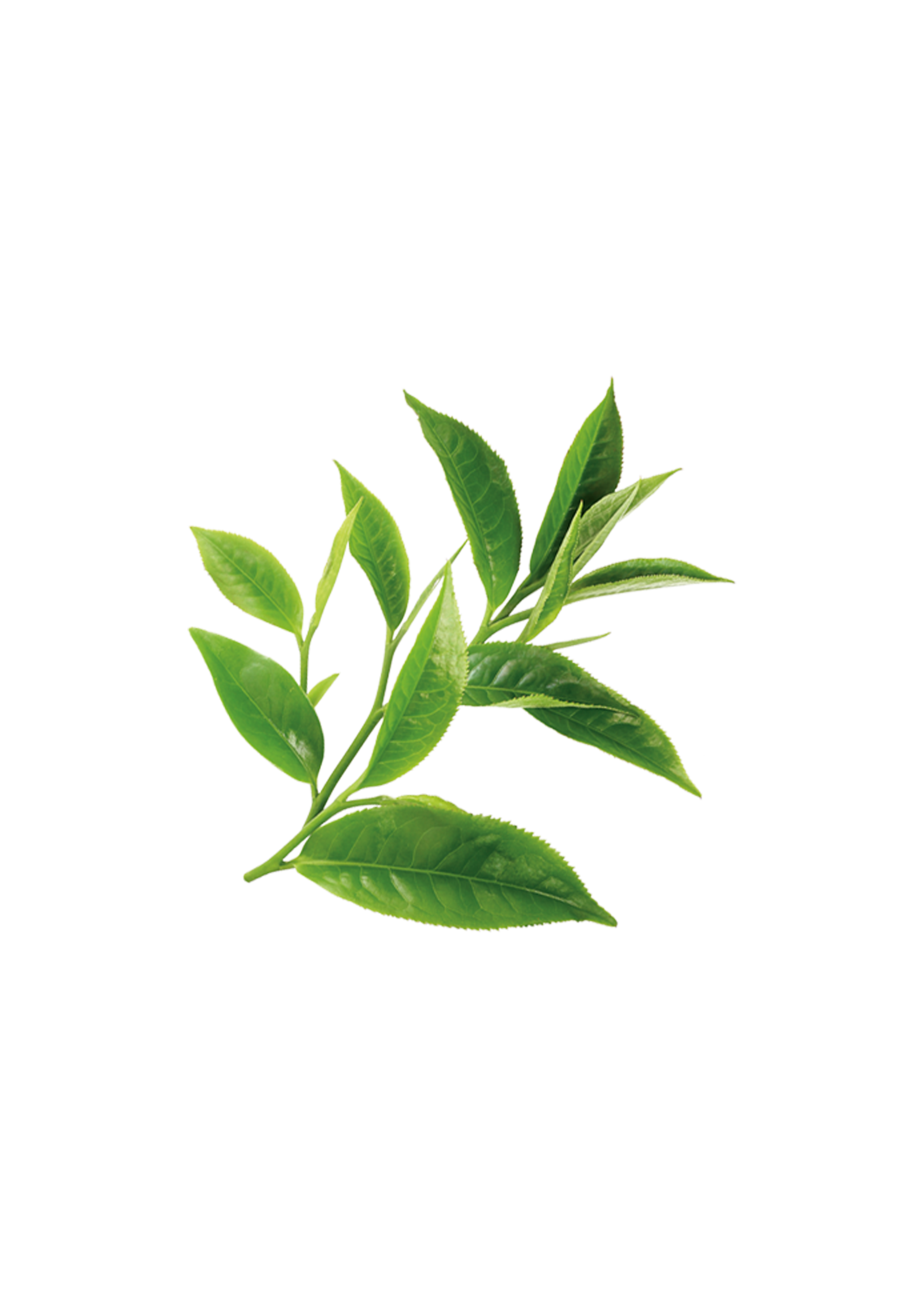 ស្លឹកឈើ