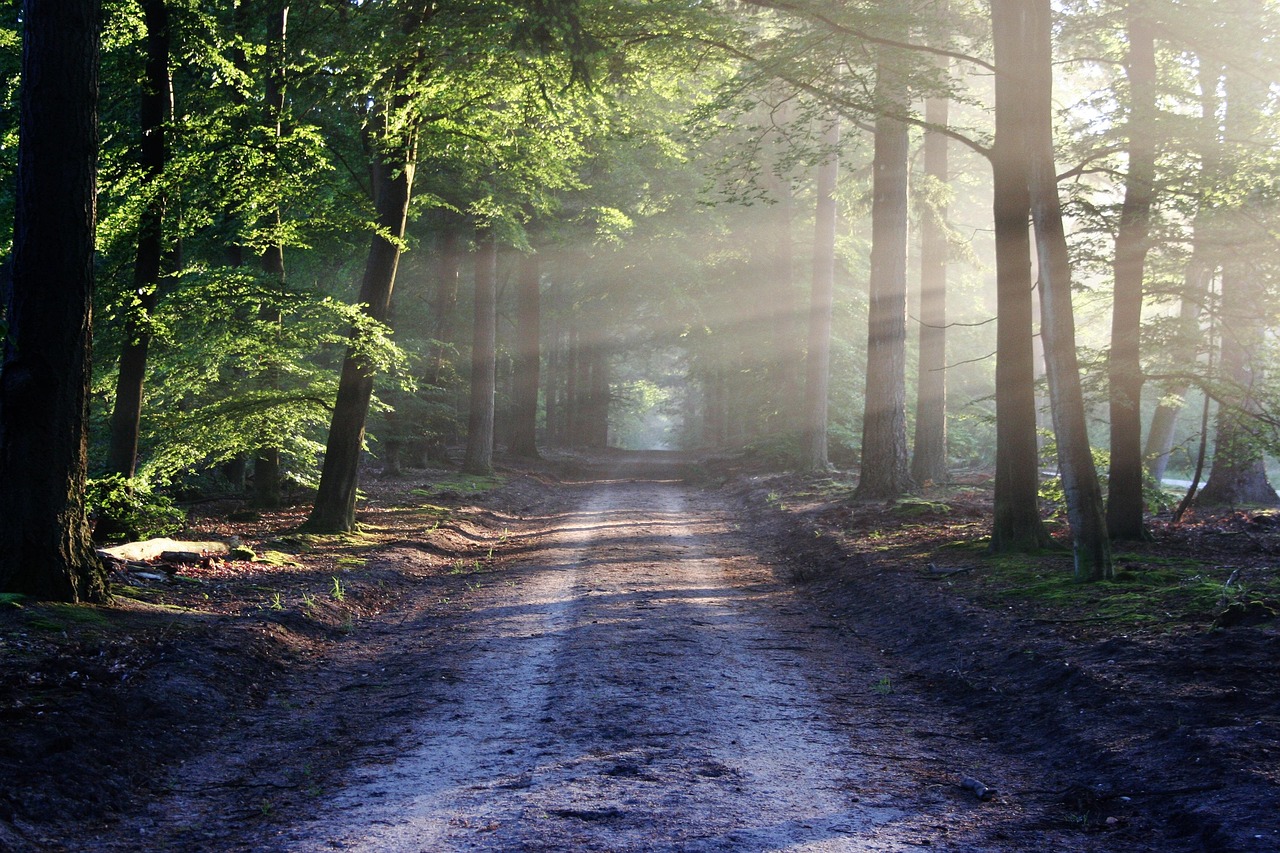 Avenue  Trees  Path  Sunbeams  Sunrays  Woods  Woodlands  Forest  Trail  Forest Path  Forest Trail  Nature Path  Nature Trail  Nature  Landscape  Netherlands  Forest  Forest  Nature  Nature  Nature  Nature  Nature