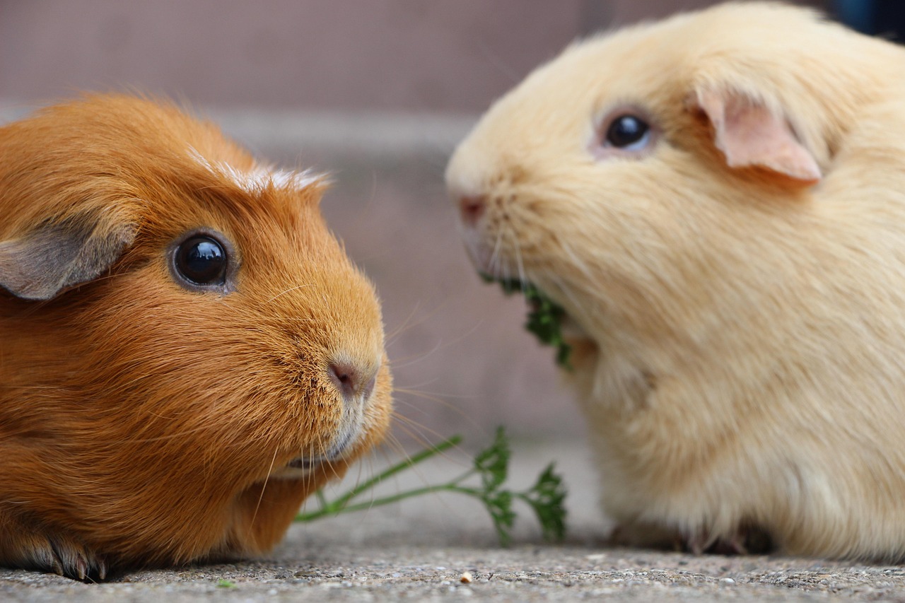 Guinea Pig  Rodent  Mammal  Smooth Hair  Fur  Nature  Close Up  Wildlife  Animal Photography  Guinea  Brown  Animal  Domestic Animal
