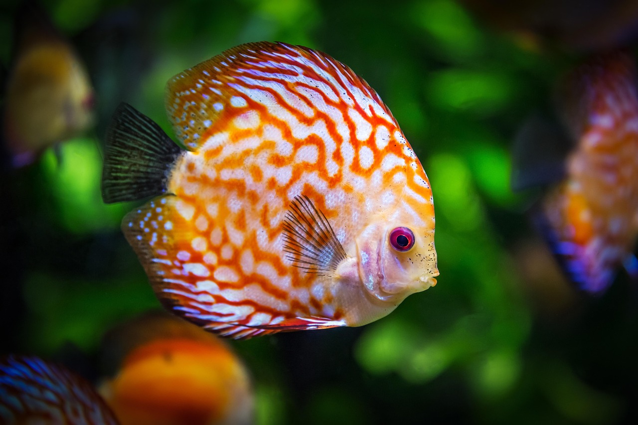 Discus Fish  Fish  Aquarium  Fauna  Symphysodon Aequifasciatus  Nature  Animal  Swim  Underwater  Aquatic  Aquatic Animal  Scaly  Fish  Fish  Fish  Fish  Fish