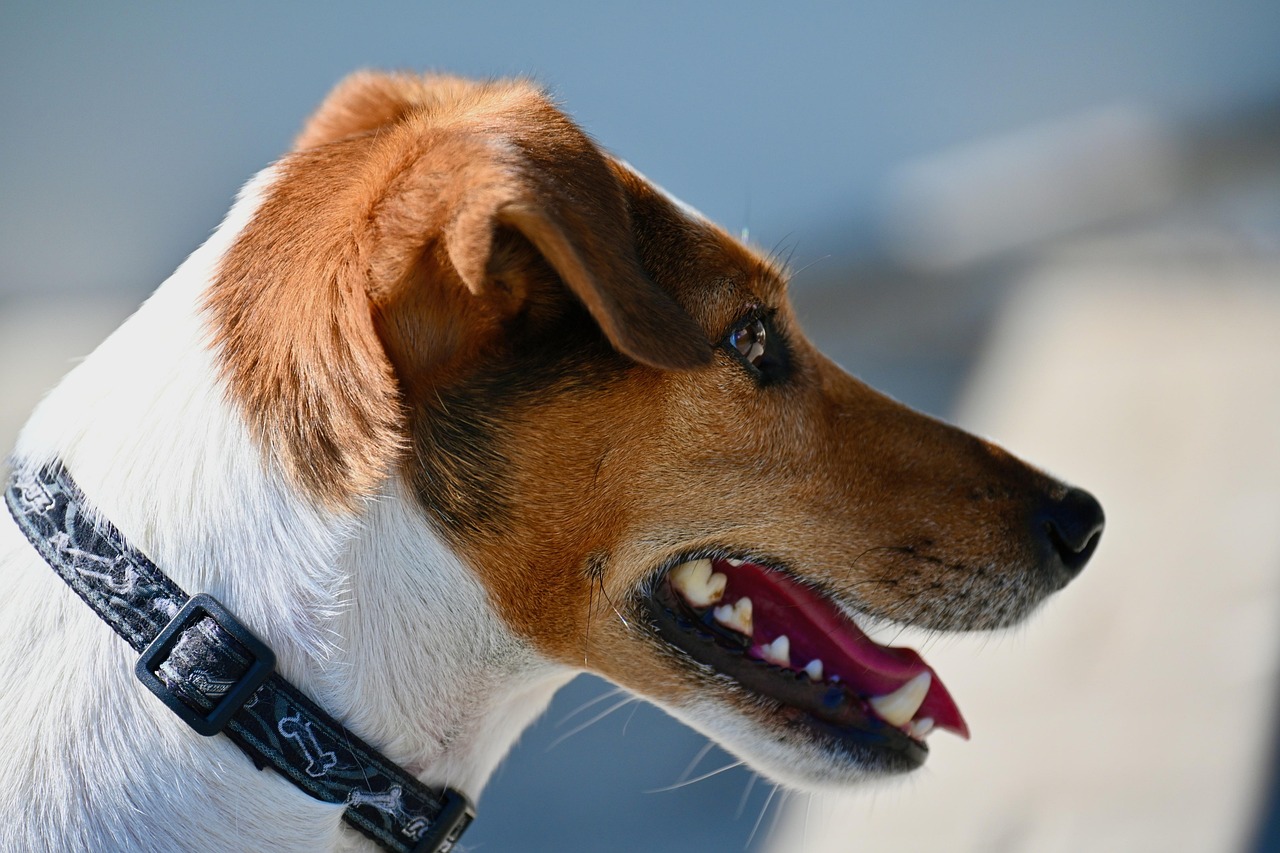 Dog  Jack Russel Terrier  Terrier  Snout  Domestic Animal  Animal  Animal Photo  Nature  Pet  Animal Photography  Wildlife