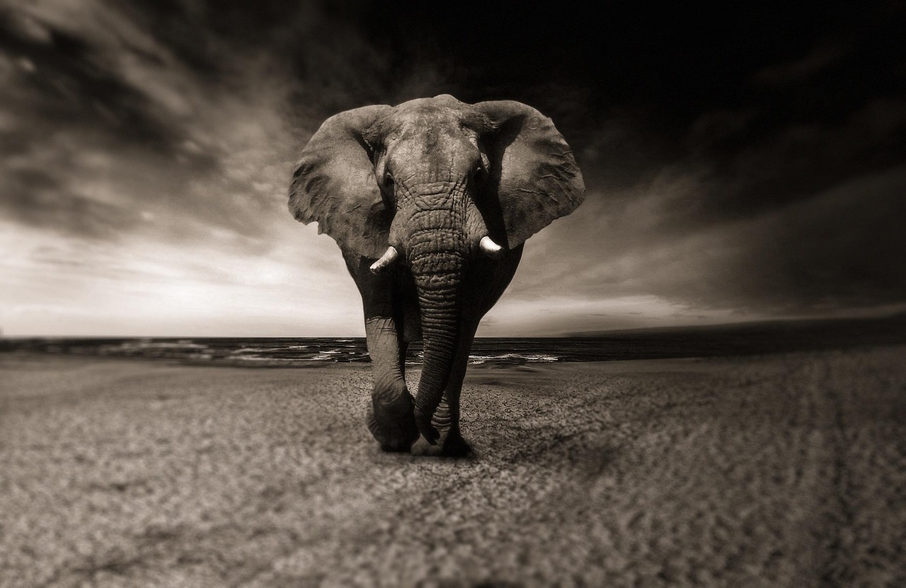 Elephant  Black-and-white  Animal  Africa  Safari  Wild Animal  Nature  Creature  Pachyderm  Animal Portrait