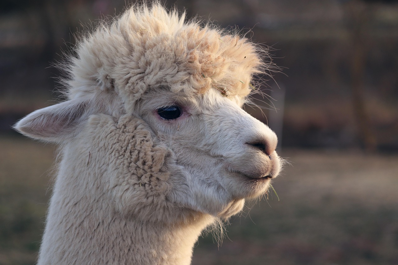 Llama  Alpaca  Animal  Mammal  Llama Head  Head  Llama Ears  Animal World  Fur  Animal Photography  Wildlife  Wild Animal  Farm Animal  Wool  Zoo  Nature  Llama  Llama  Llama  Llama  Llama  Alpaca  Alpaca  Alpaca