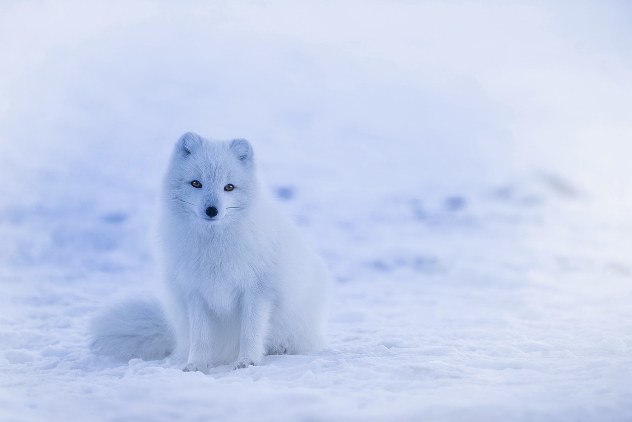 Iceland  Arctic Fox  Fox  White  White Fox  Canine  Wild Animal  Wilderness  Animal World  Wildlife Photography  Animal  Wildlife  Winter  Snow  Nature  Cold  Mammal  Iceland  Fox  Fox  White  Animal  Animal  Animal  Animal  Winter  Winter  Winter  Winter