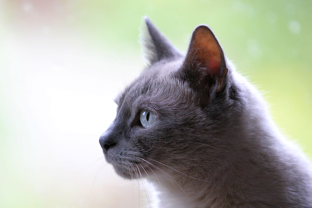 Cat  Domestic Animal  Nature  Pet  Animal  Gray  Domestic Cat