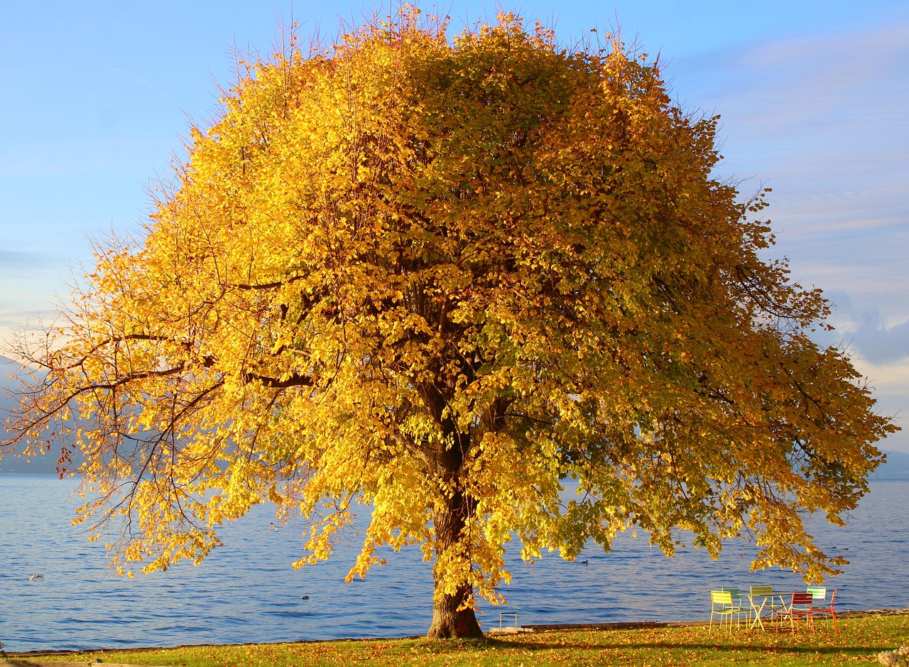 Tree  Autumn Colors  Nature  Beautiful Nature  Nature Wallpaper  Water  Fall  Fall Season  Flora  Nature Background  Plant  Hd Wallpaper