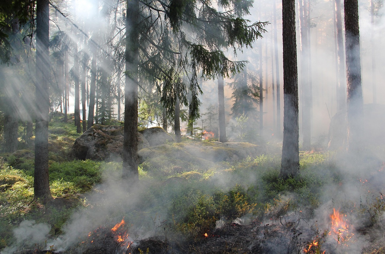 The Ugly Swamp  Nature Reserve  Burning  Fire  Smoke  Nature Conservation Burning  Sweden  Nature  Ash  Forest Fire  Hot  Forest  Tree  Nature Conservation