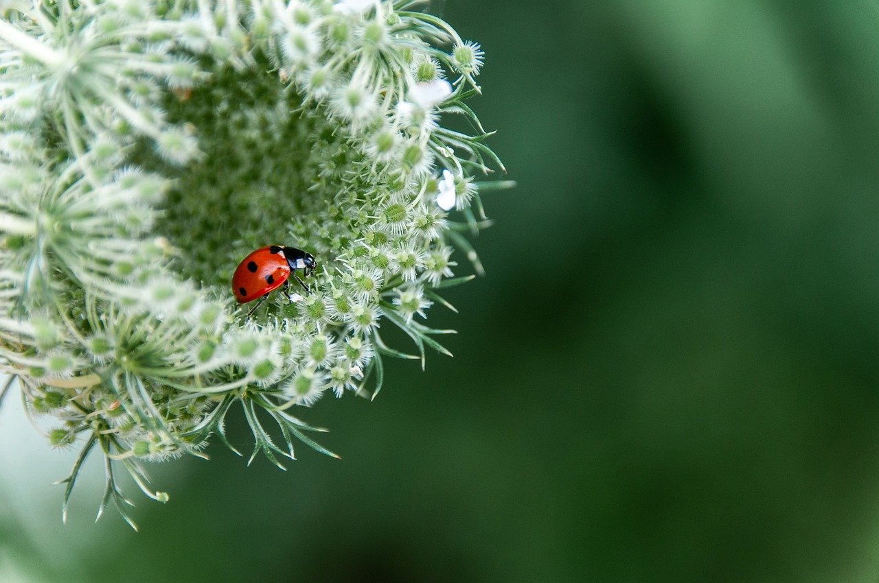 Flower  Flower Background  Beetle  Insect  Flower Wallpaper  Nature  Nature Background  Beautiful Flowers  Hd Wallpaper  Beautiful Nature  Hd Background  Full Hd Wallpaper  Desktop Backgrounds  Nature Wallpaper