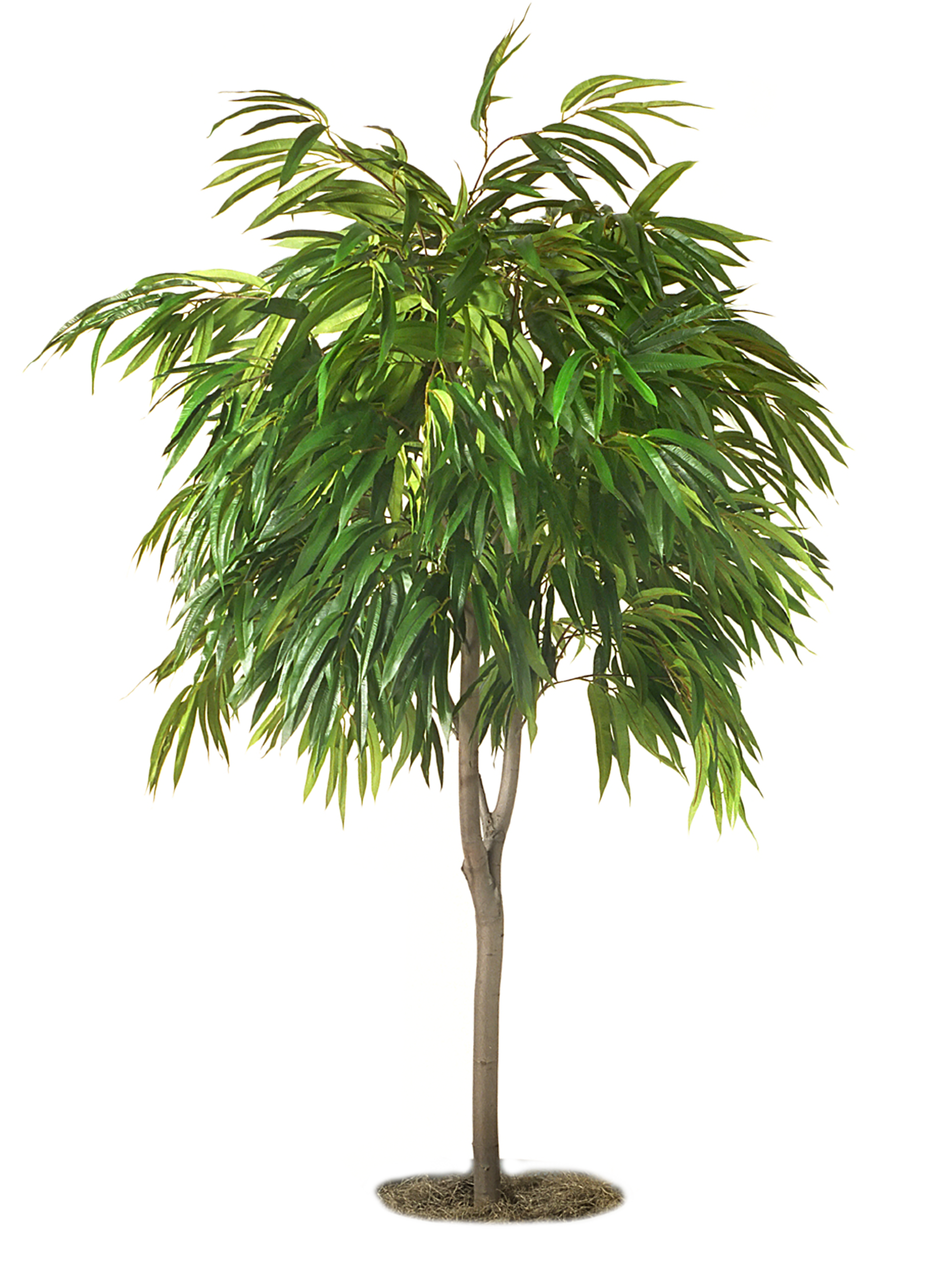 18trees_by_tramplin.png