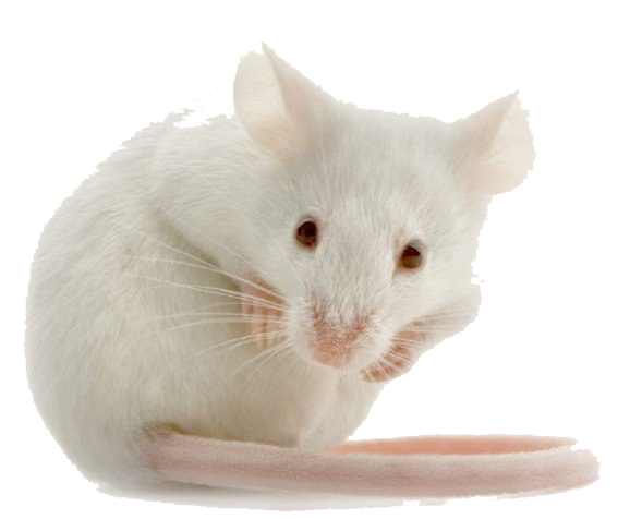 Ck Edite (54).png